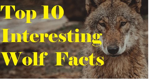 Top 10 Interesting Wolf Facts #shorts