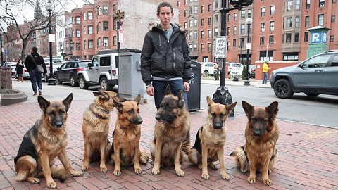 Dog Whisperer Walks Pack Of Dogs Without A Leash