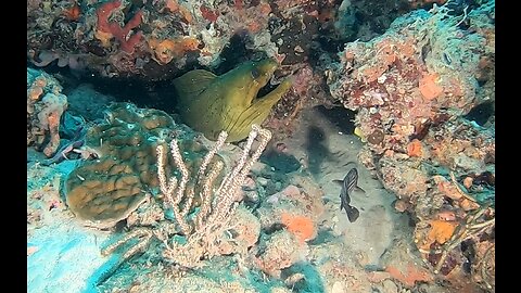 A great Dive day Jupiter Fl with 3 Moray Eels