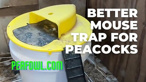 Better Mouse Trap For Peacocks, Peacock Minute, peafowl.com