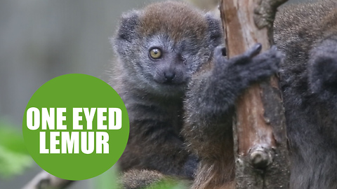 Baby lemur thriving after undergoing eye removal surgery
