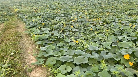 Pumpkin garden