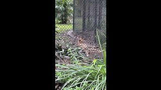 Cheetah and Hyena At Naples Zoo