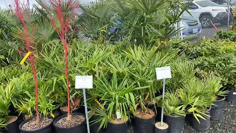 Palms for sale at Tonys nursery