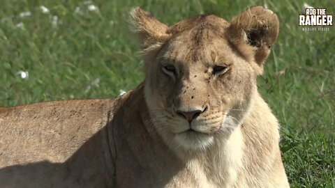 Marsh Pride Lionesses | Lions Of The Maasai Mara | Zebra Plains
