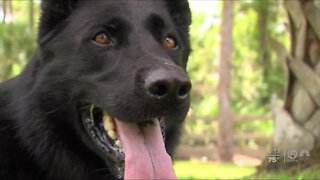 Big Dog Ranch Rescue hopes to help veterans with PTSD with new service dog training program