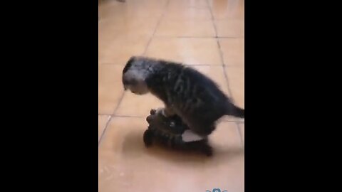Cat Riding A Turtle!