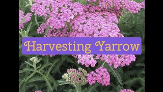 Harvesting Yarrow!