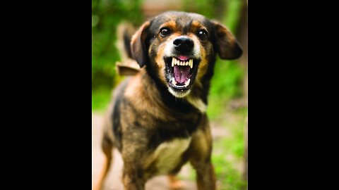 How To Make Dog Become Aggressive Instantly With Few Simple Tricks
