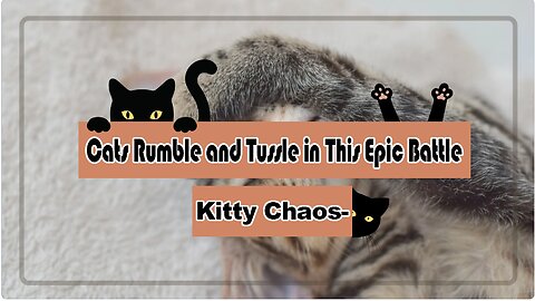 Kitty Chaos- Cats Rumble and Tussle in This Epic Battle