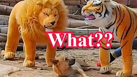Funny Animals videos / Trolling dogs 😅😅😅 funny videos