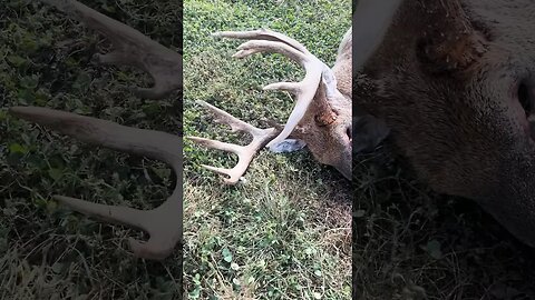 Buck Gored to Death? #deerhunting #bigbuck #deer #whitetaildeer #shorts