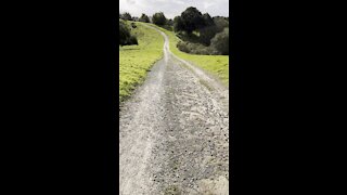 Briones Blue Oak Hike