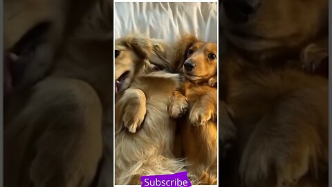 Top funny cute dog videos and tik tok compilation