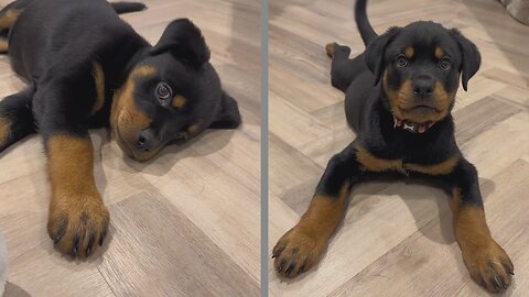 Rottweiler puppy asking about some lovins #funnypuppy