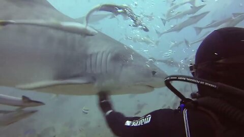 Massive tiger shark interacts with diver