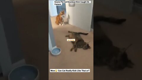 Insane Pet Cat Knockout Kick Caught On Camera #shorts #animals #cat #pets