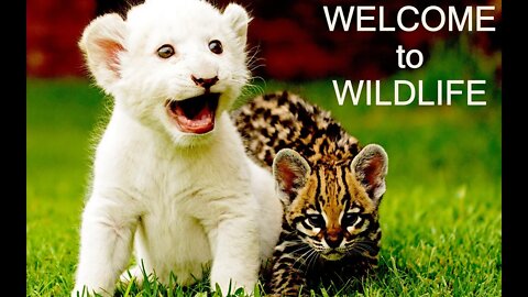 Wild Animals Funny and amazing wild animals Wildlife video compilation