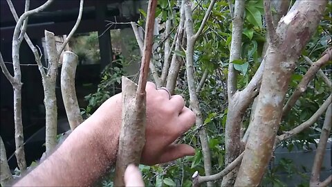 como fazer poda de recuo e direcionamento de galhos em frutíferas