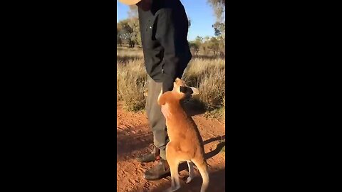 funny kangaroo