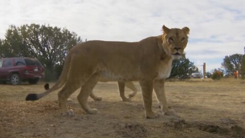 Lions Rescued From A Ukrainian Zoo Have Found A New Home In The U.S.