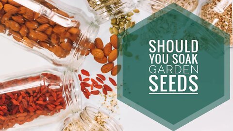 DO FLOATING SEEDS GERMINATE? SHOULD YOU SOAK SEEDS PRIOR TO PLANTING? | Gardening in Canada 🌱🐝