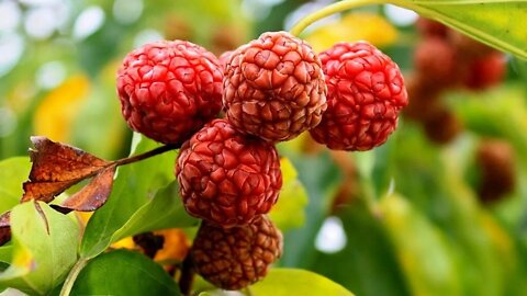 Top 10 Cold Hardy Fruit Trees Every Gardener Should Grow!