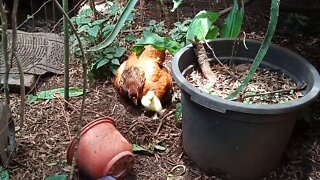Bantam Hen and her Muscovy Ducklings, has them all tucked up under her for a sleep ( P 3 ) Video 3