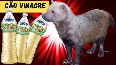 💥 CÃO VINAGRE : um animal em extinçã