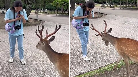 Nara Park in Japan is home to the friendliest bowing deer: