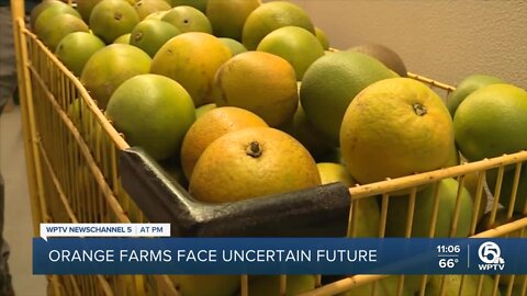 Citrus growers try to stay afloat amid historic drop in production