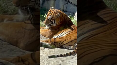 Asian tiger 🐅 soaking in the ☀️ at Tampa Zoo