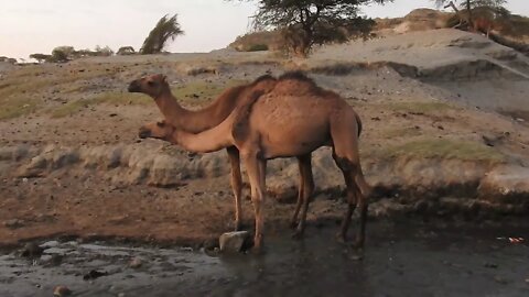 Wildlife Footage From Ethiopia: Abijatta, Shala, Sankele