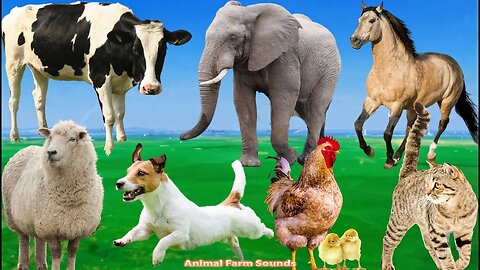 Farm Animal Food_ Horse, Cow, Sheep, Goat, Elephant, Chicken, Dog - Animal Videos