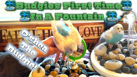 Budgie's First Time Bath In Fountain - Talking Budgie Parakeet