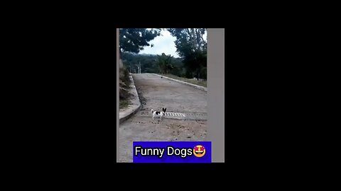 Funny Dogs 🤩🤣🤣.3d_parv_.