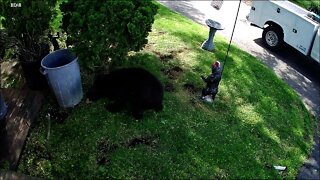 Bear Cub Sneaking Up on me