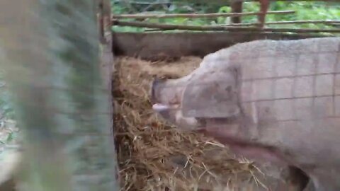 Baby Pig in Thailand! half wild pig.