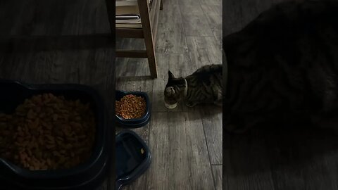 Finally! Kiki eats Fancy Feast!