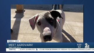 Aardvark the dog is up for adoption at the Maryland SPCA