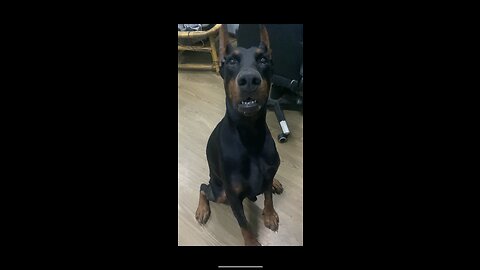 Pingan the Hungry Doberman