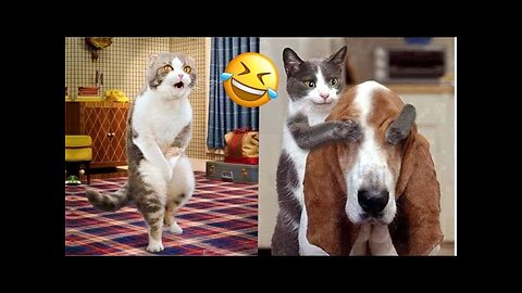 Aww cute cat videos funny Vol5❤️ Cat Cash Compilation chines💚