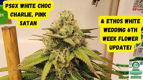 PSGX Pink Satan, White Choc Charlie, & Ethos White Wedding 6th Week Flower Medical Cannabis Update!
