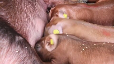 Sow and sucking pigs on livestock farm. Pig farming