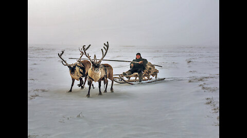 The day of the reindeer on the Taimyr Peninsula