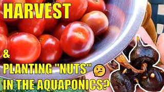 Backyard Farm Harvests & Aquaponics Water Nuts 🤔🥜