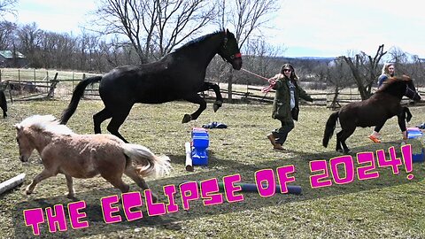 Our Horse Went Crazy During The Eclipse of 2024