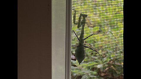 My Guest-Preying Mantis-11/9/23