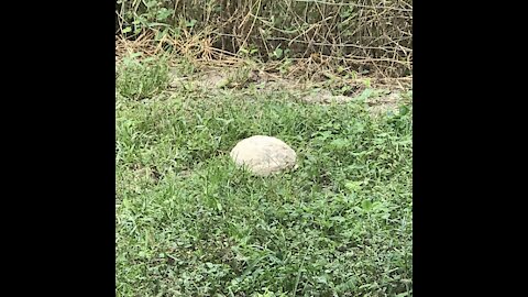 Gopher Tortoise Looks Like a Rock!