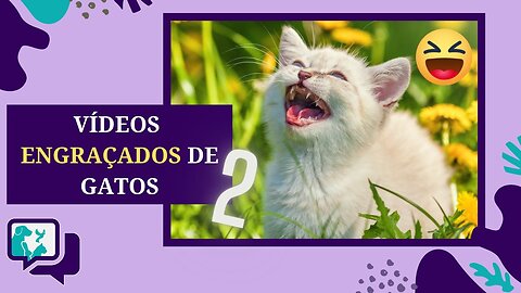 GATOS ENGRAÇADOS - Vídeos Engraçados de GATOS